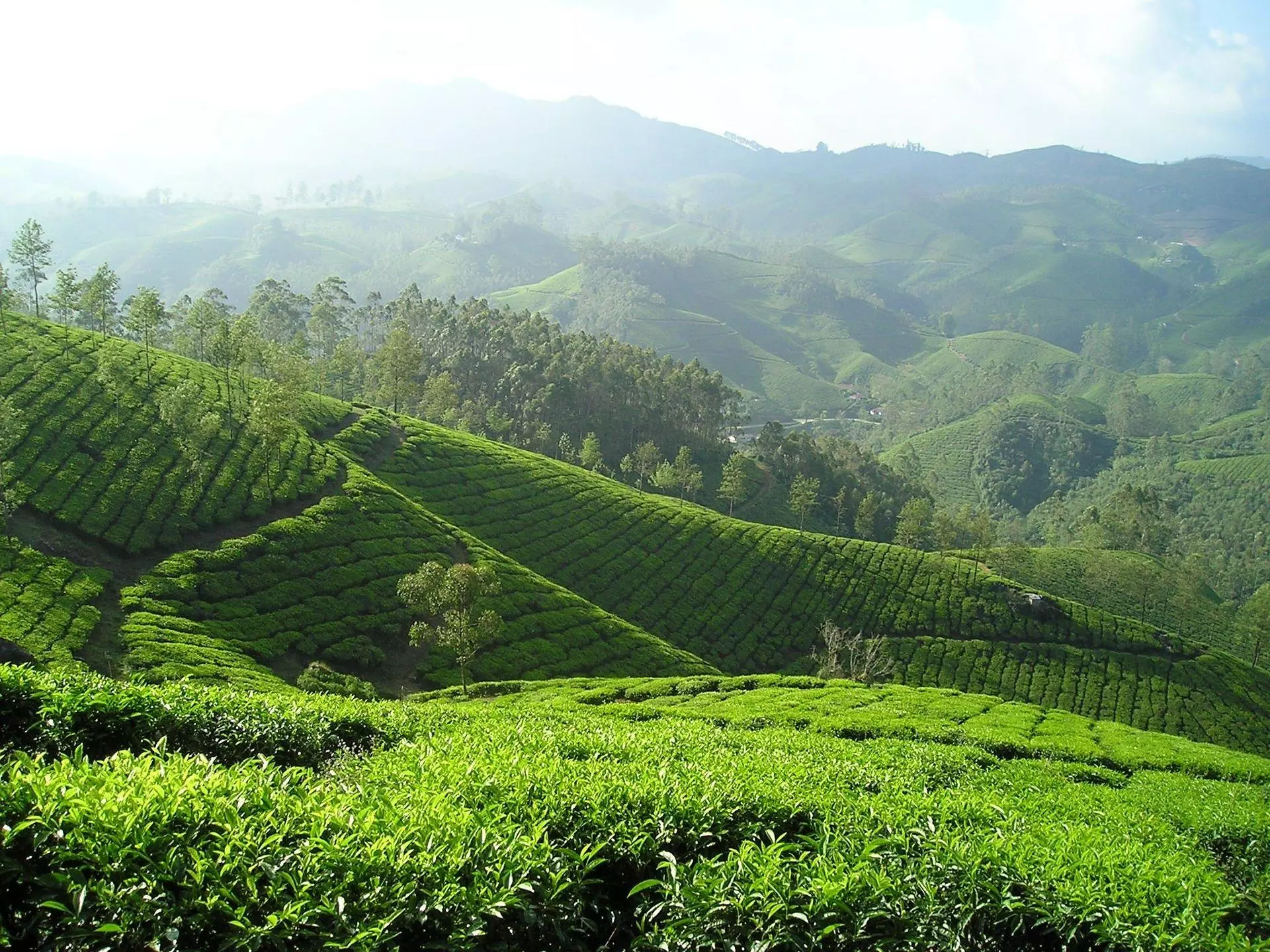 Rows of tea bushes on a Madulsima estate